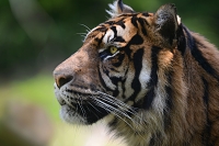 Sumatraanse tijger (Panthera tigris sumatrae) 8-2021 9078